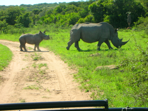 Mom & baby white Rhino